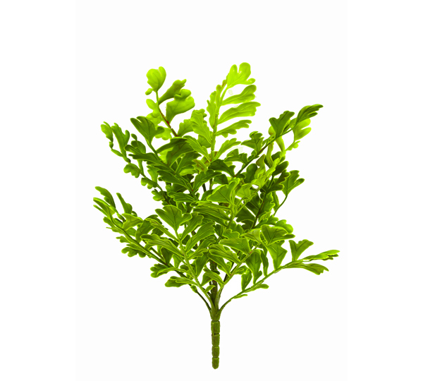 Ferns sml- Ginko Fern UV-treated